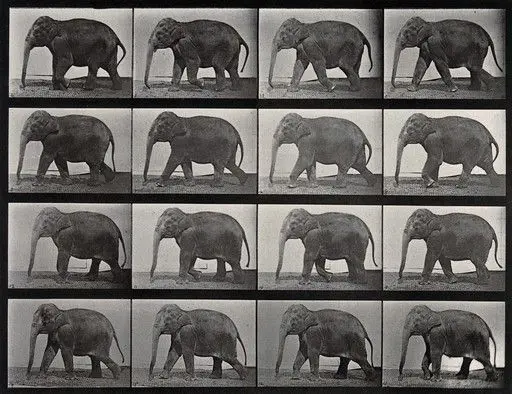 An elephant walking. Photogravure after Eadweard Muybridge, 1887. by Eadweard Muybridge