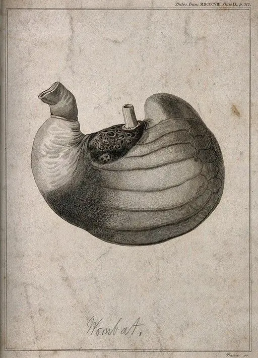 Stomach of a male wombat, shown life-size, turned inside-out, and inflated. Line engraving by J. Basire after W. Clift, 1808. by William Clift