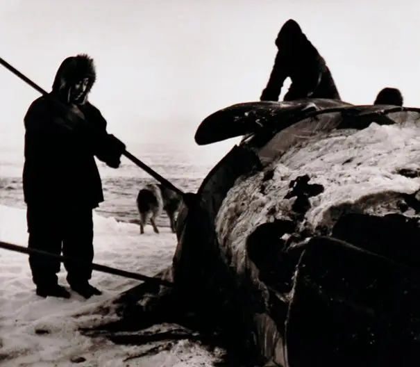 Untitled [Butchering whale, Barrow, Alaska] by Sam Isamu Kimura