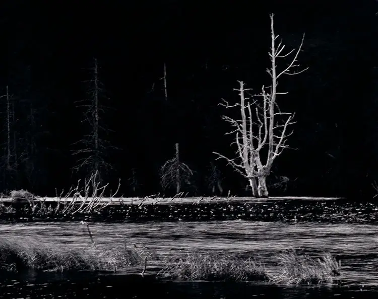 Dead Tree, Turnagain Arm, Alaska by Sam Isamu Kimura
