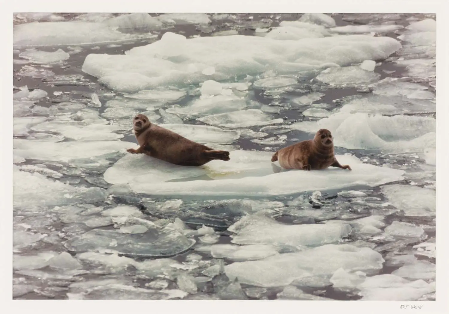Harbor Seals, Glacier Bay by Art Wolfe