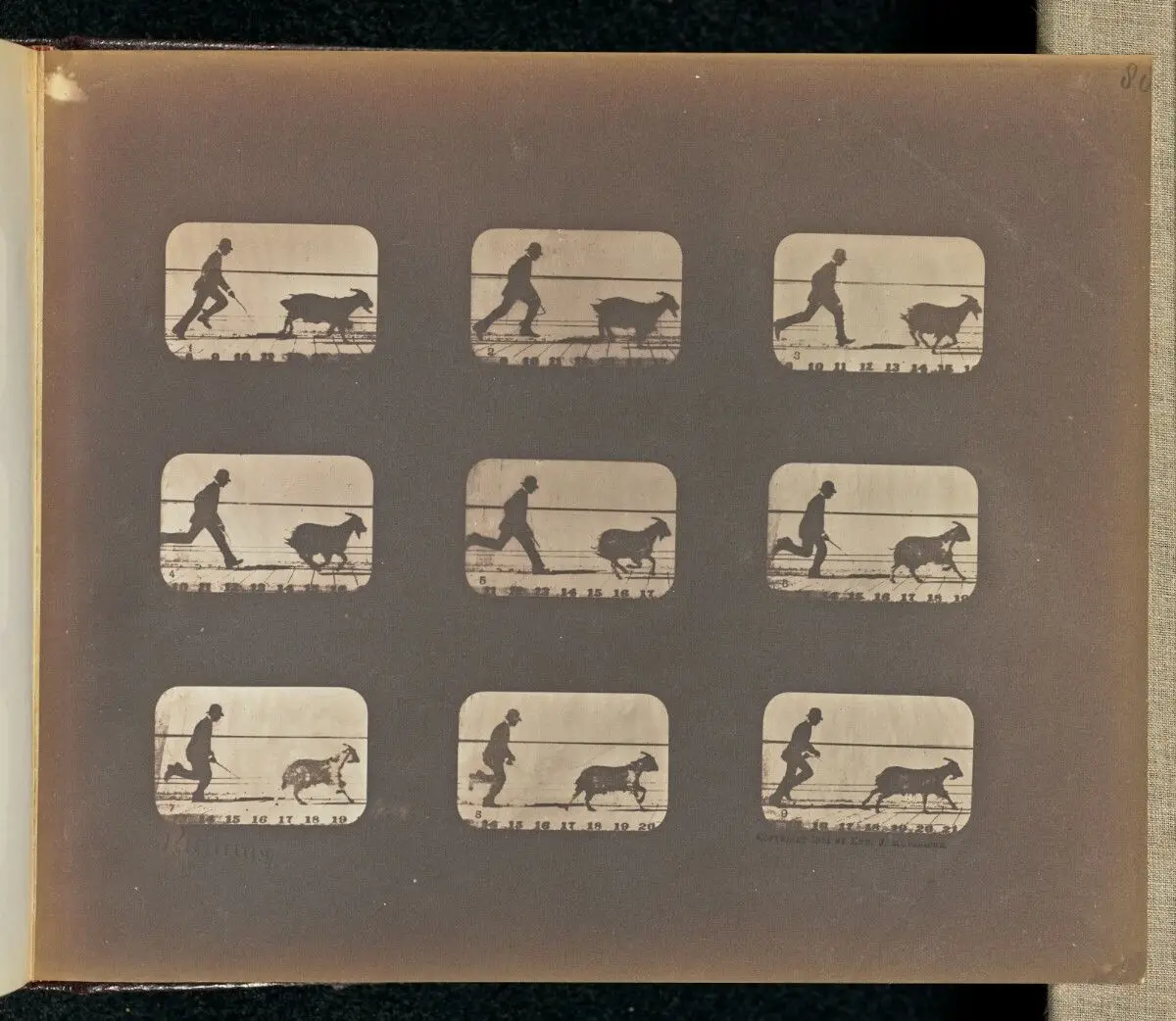 The Attitudes of Animals in Motion by Eadweard J. Muybridge