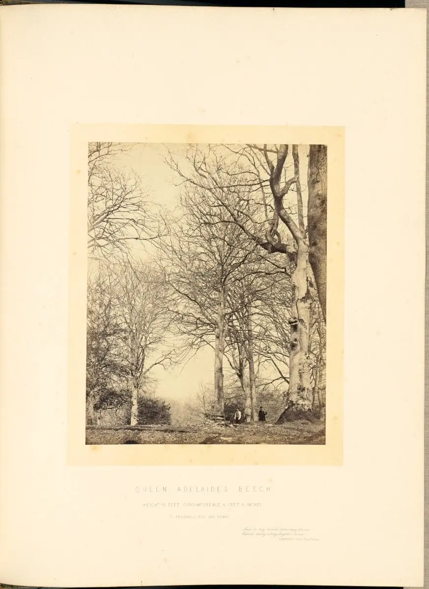 Queen Adelaide's Beech by James Sinclair, 14th earl of Caithness; William Bambridge