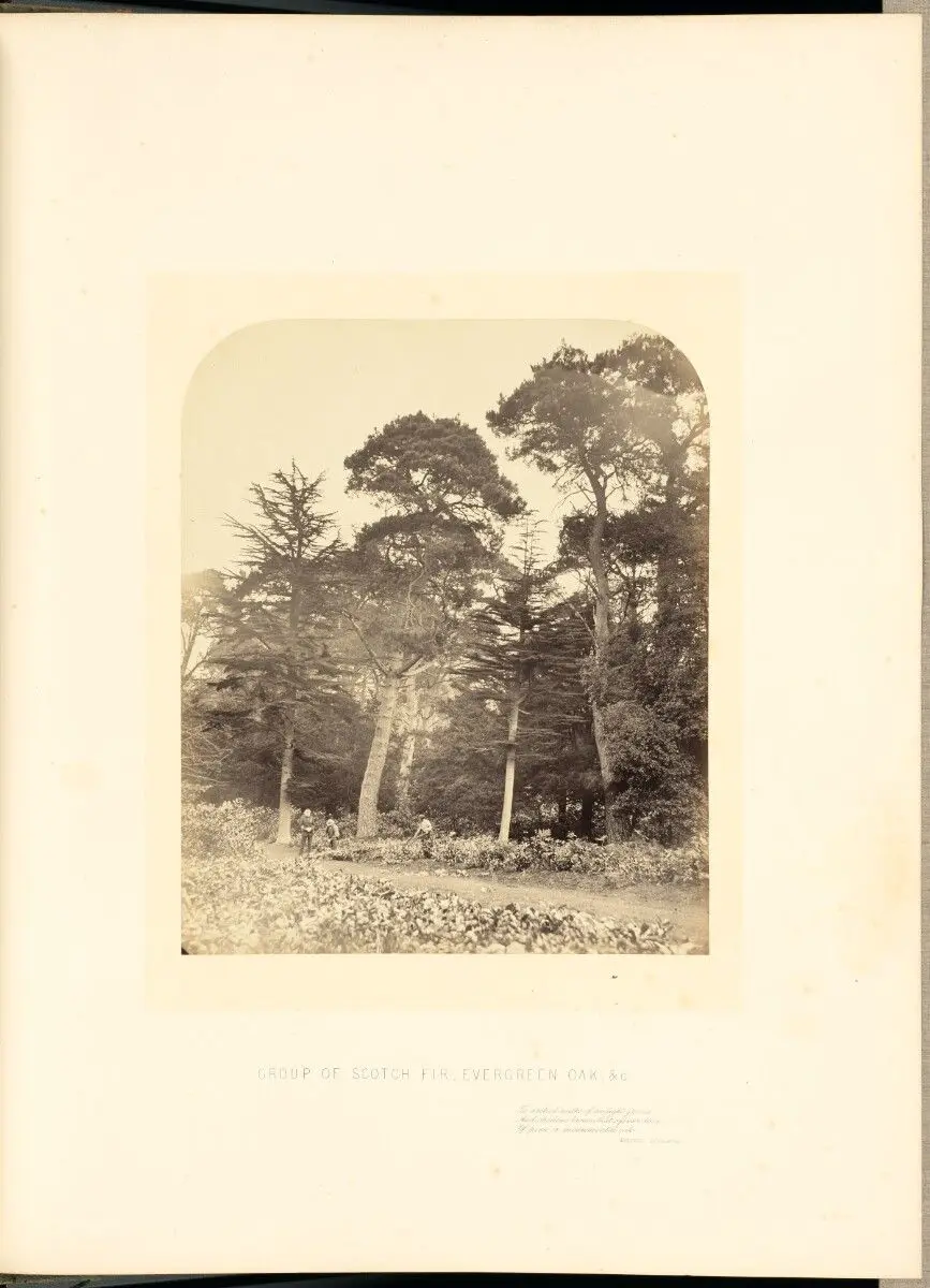 Group of Scotch Fir, Evergreen Oak, etc. by James Sinclair, 14th earl of Caithness; William Bambridge