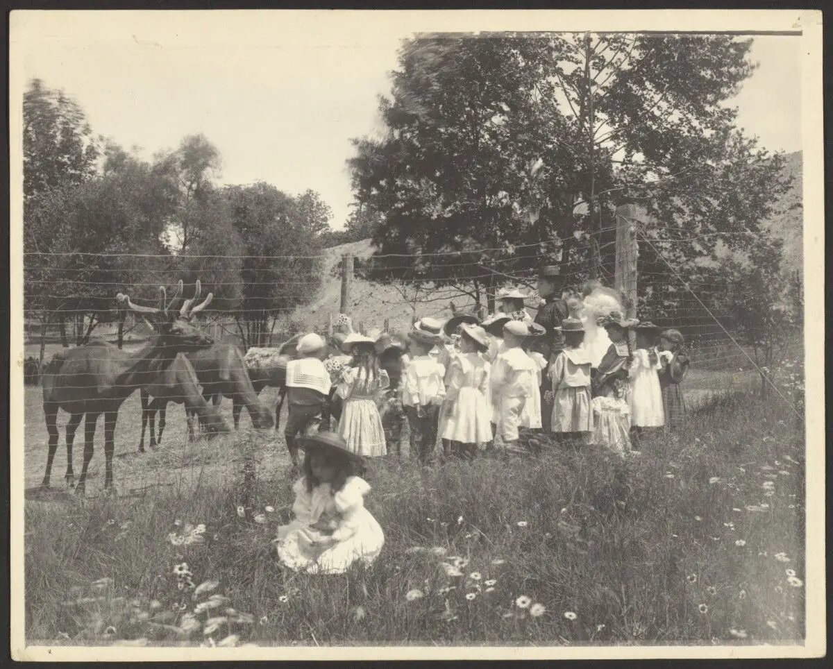 [School Children Looking at Elk] by Frances Benjamin Johnston