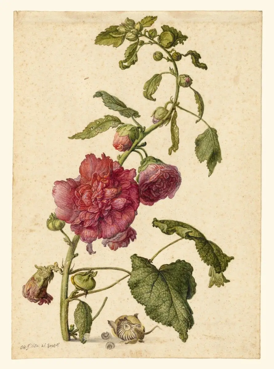 A Hollyhock by Herman Saftleven the Younger
