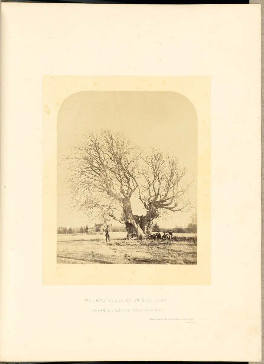 Pollard Beech on Smith's Lawn by James Sinclair, 14th earl of Caithness; William Bambridge