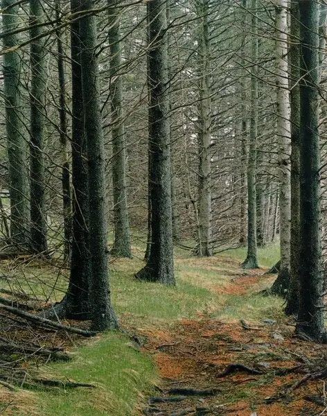 Path in Woods, Great Spruce Head Island, Maine by Eliot Porter
