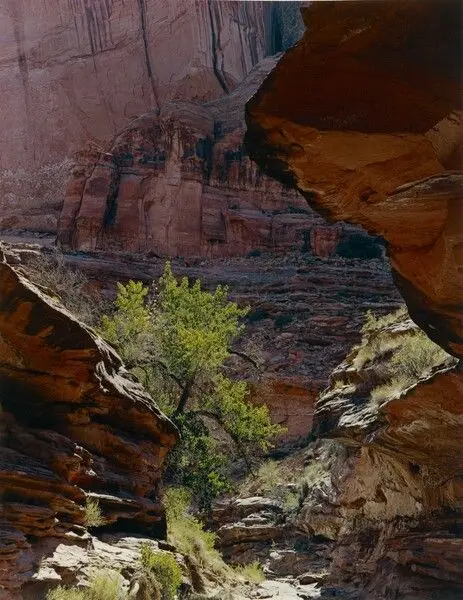 Coyote Gulch, Escalante River, Glen Canyon, Utah by Eliot Porter