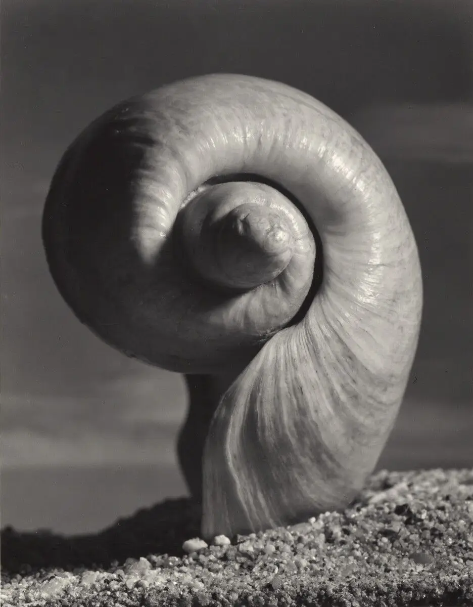 Organic Shell by Andreas Feininger