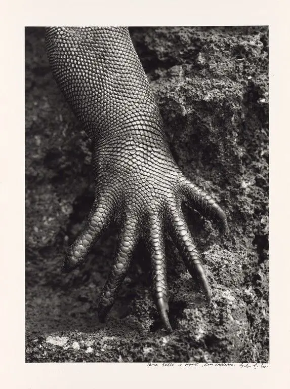 Marine Iguana, Galápagos, Ecuador by Sebastião Salgado