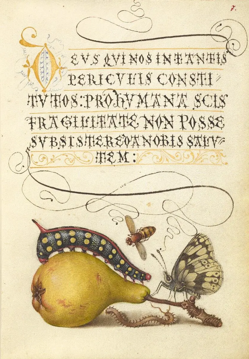 Mira calligraphiae monumenta by Joris Hoefnagel; Georg Bocskay