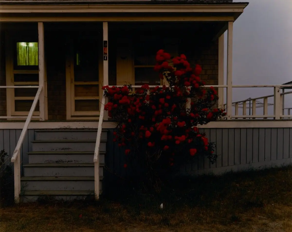 Roses, Provincetown by Joel Meyerowitz