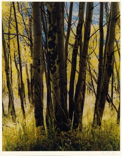 Aspens and Grass, Elk Mountain Road, New Mexico by Eliot Porter
