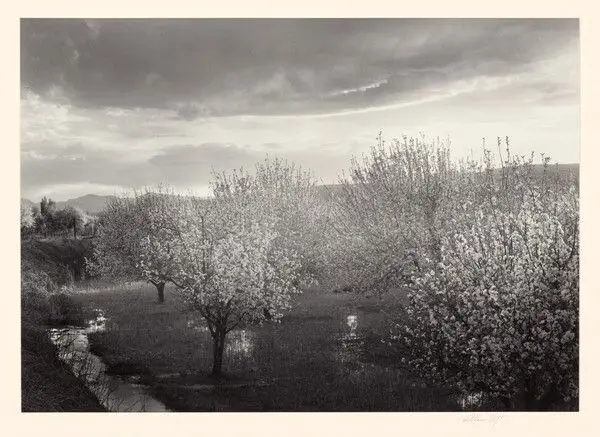 Apple Blossoms, Velarde, New Mexico by William Clift