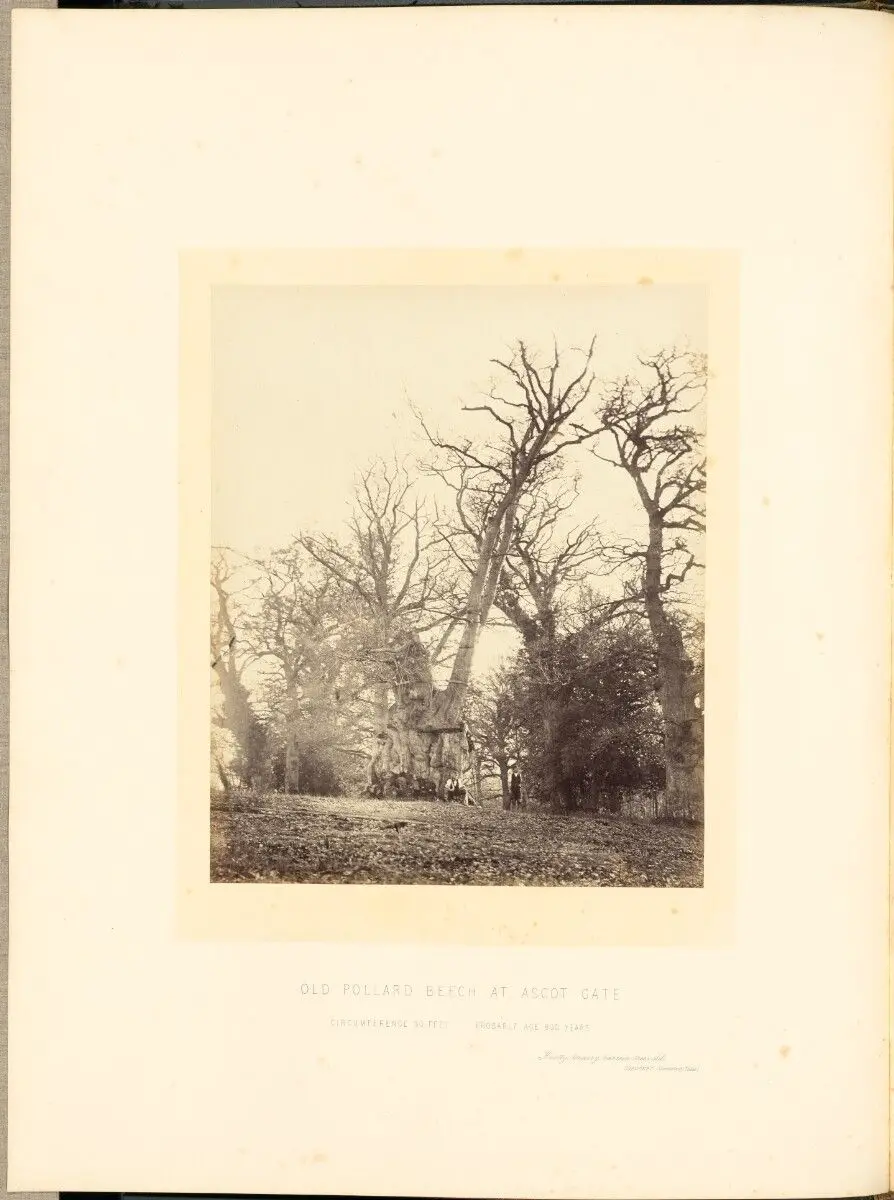 Old Pollard Beech at Ascot Gate by James Sinclair, 14th earl of Caithness; William Bambridge