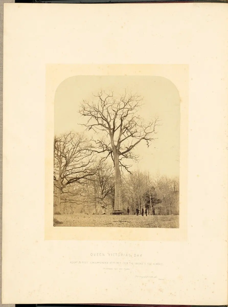 Queen Victoria's Oak by James Sinclair, 14th earl of Caithness; William Bambridge