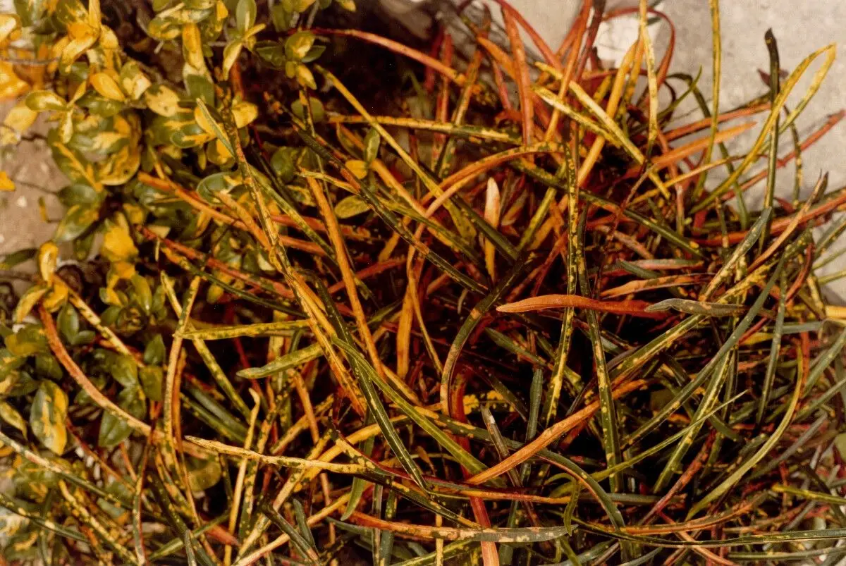 Leaf Study by William Eggleston