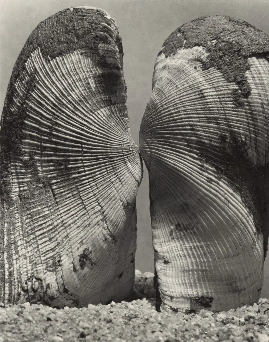 Twisted Ark, Trisidos Tortuosa, Linné [Split Shell] by Andreas Feininger