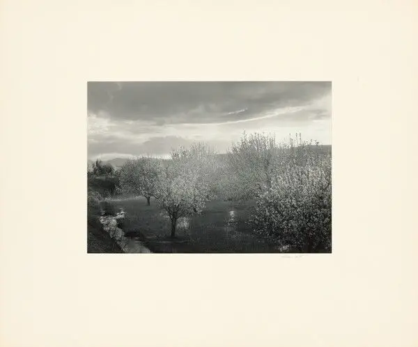 Apple Blossoms, Velarde by William Clift