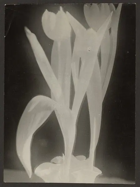 Tulipes by Raoul Hausmann