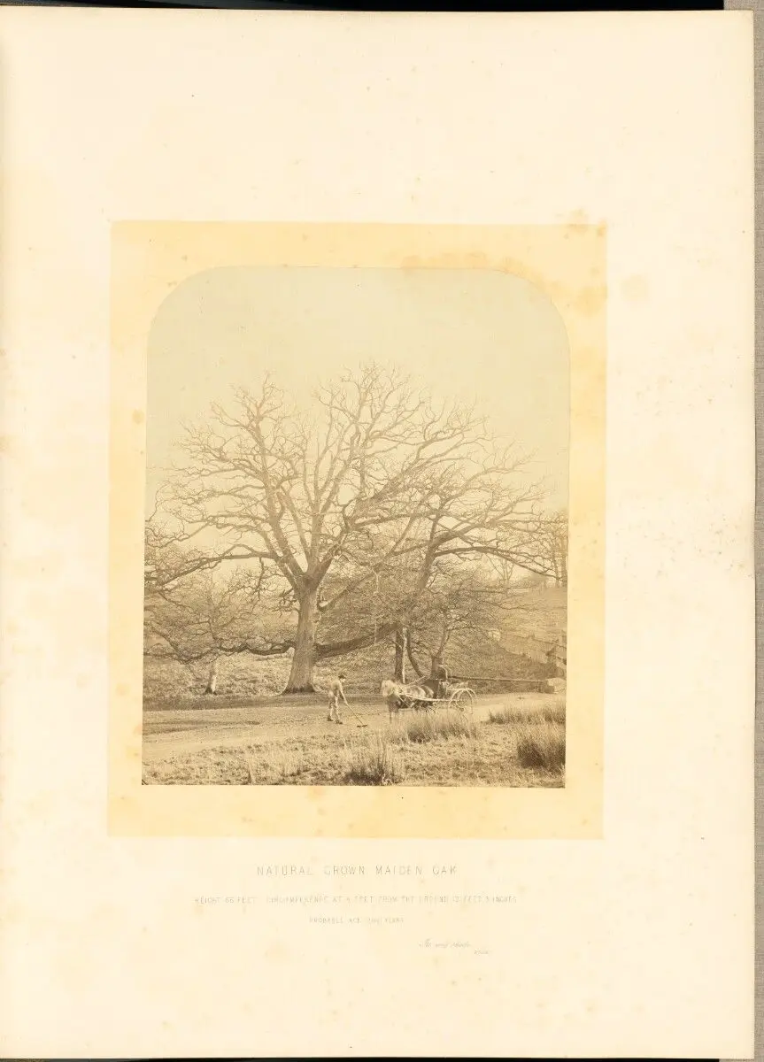 Natural Grown Maiden Oak by James Sinclair, 14th earl of Caithness; William Bambridge