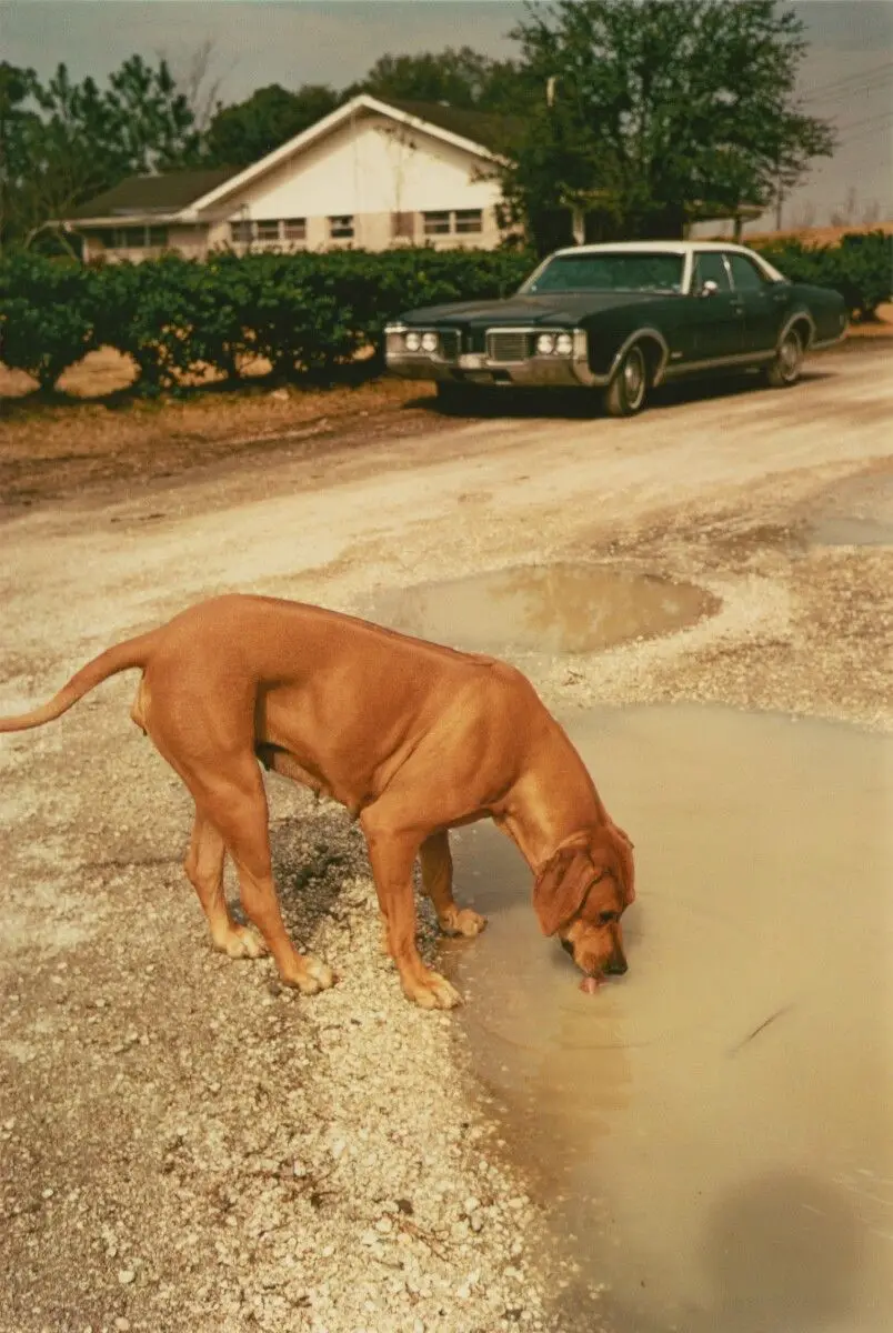 Algiers, Louisiana by William Eggleston