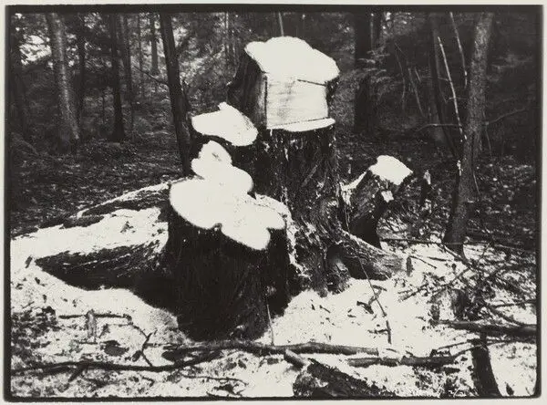 Family of Trees, Close by Bill Arnold