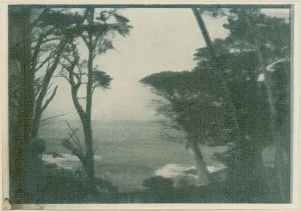 Tapestry of Cypress Trees by Victor Matson