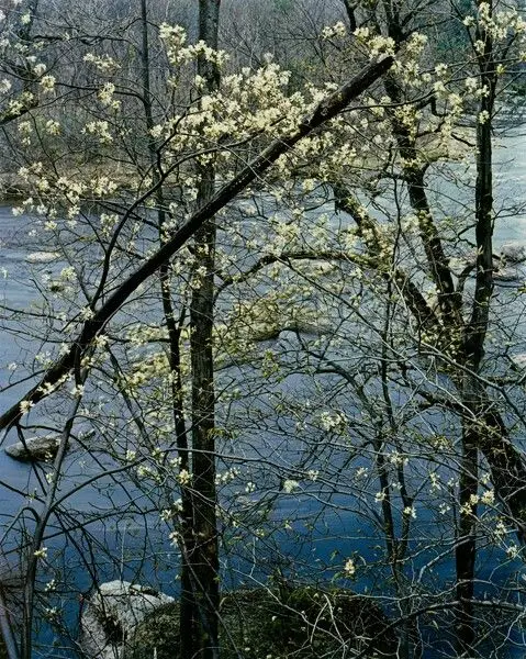 Shadbush, near Hillsborough, New Hampshire by Eliot Porter