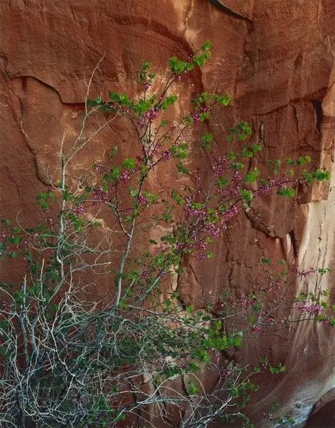 Redbud in bloom. Hidden Passage, Glen Canyon by Eliot Porter