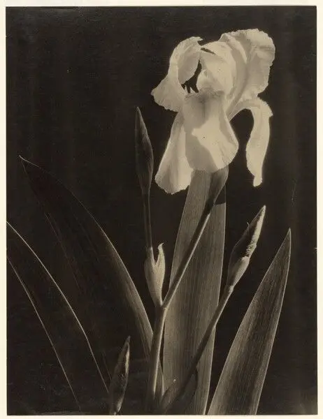 [Flower study] by Laura Gilpin