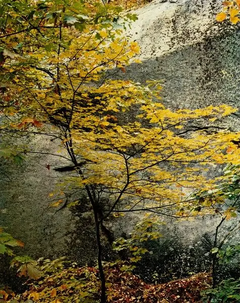 Maple Sapling and Rock, Passaconaway, New Hampshire by Eliot Porter