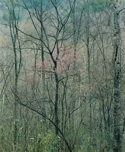 Redbud Trees in Bottomland, Near Red River Gorge, Kentucky by Eliot Porter