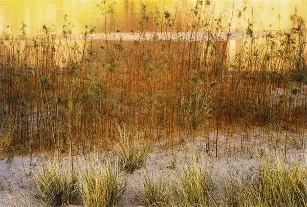 Grass and Tamarisk, Music Temple Bar, Glen Canyon, Utah by Eliot Porter