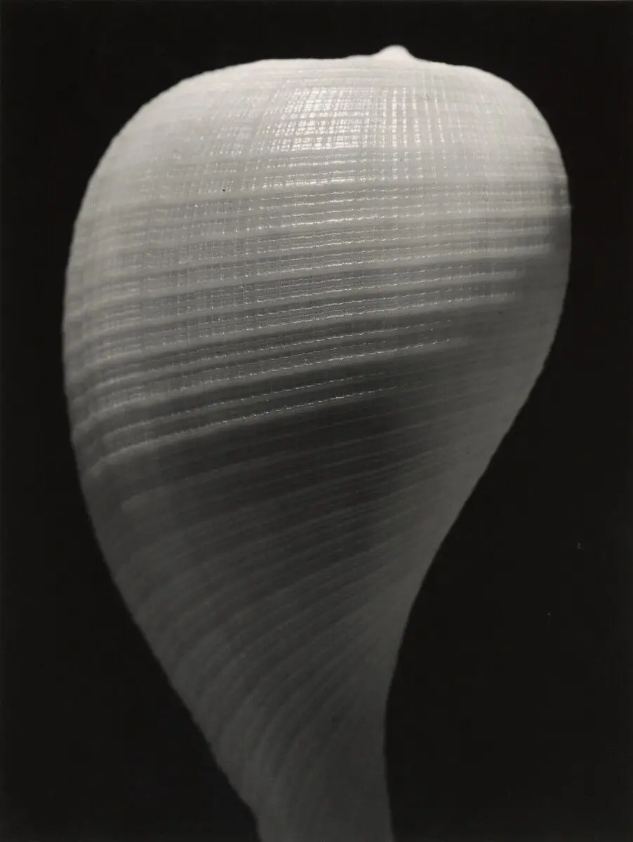 Shell (spiraling grid design) by Andreas Feininger