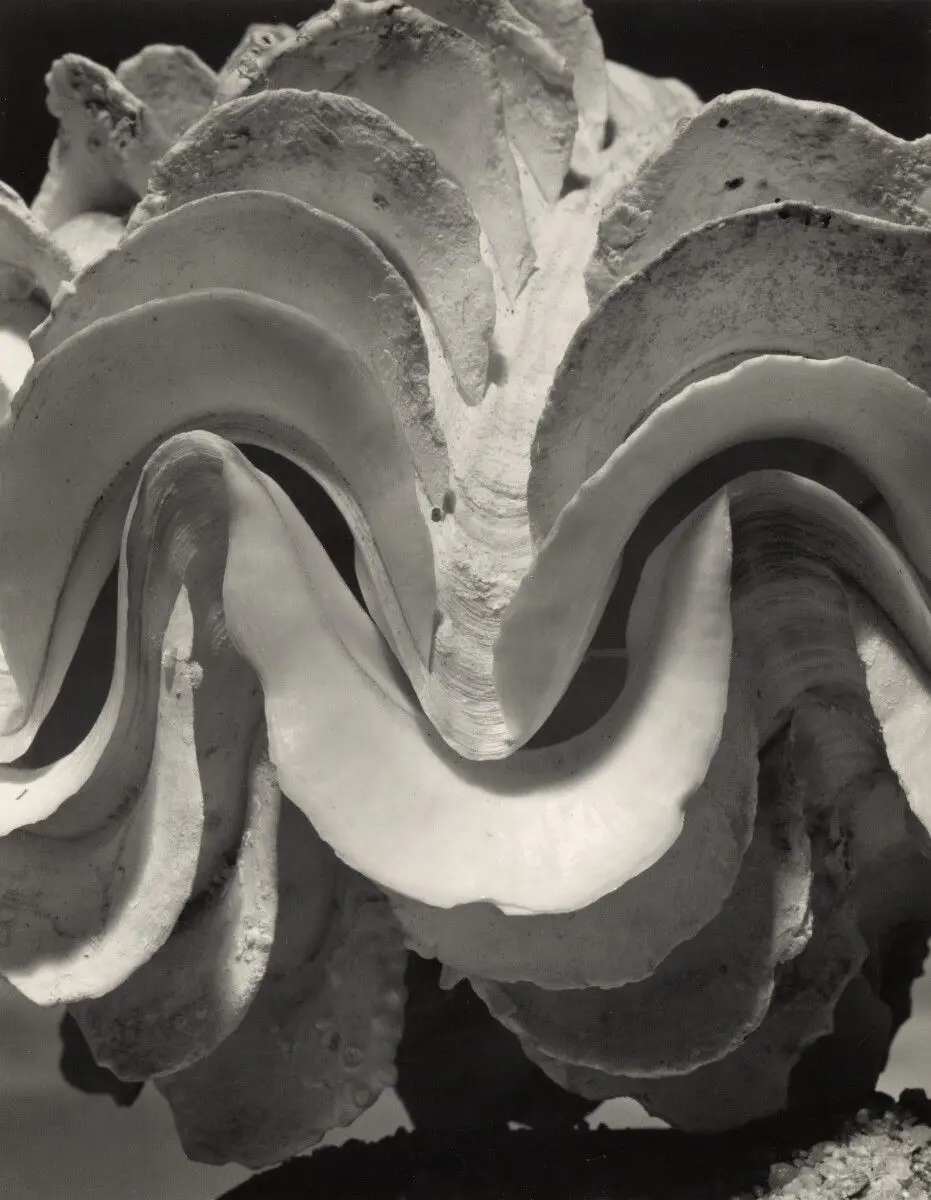 Fluted Giant Clam Shell, tridacno maximus Röding [Shell Detail (wavy edge)] by Andreas Feininger