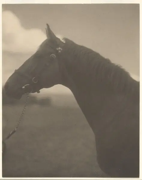 [Horse] by Laura Gilpin