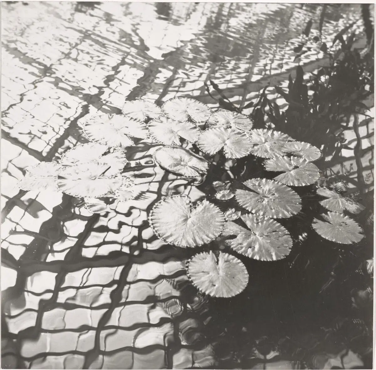 Untitled by Jay DeFeo by Jay DeFeo