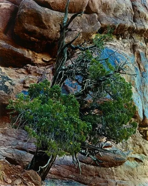 Juniper Tree, Arches National Monument, Utah by Eliot Porter