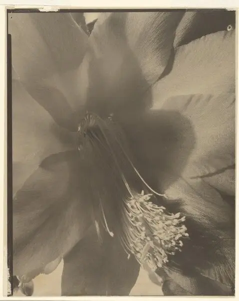 [Amaryllis flower] by Laura Gilpin