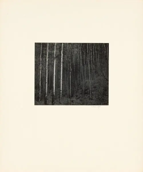 Aspens, Hyde Park by William Clift