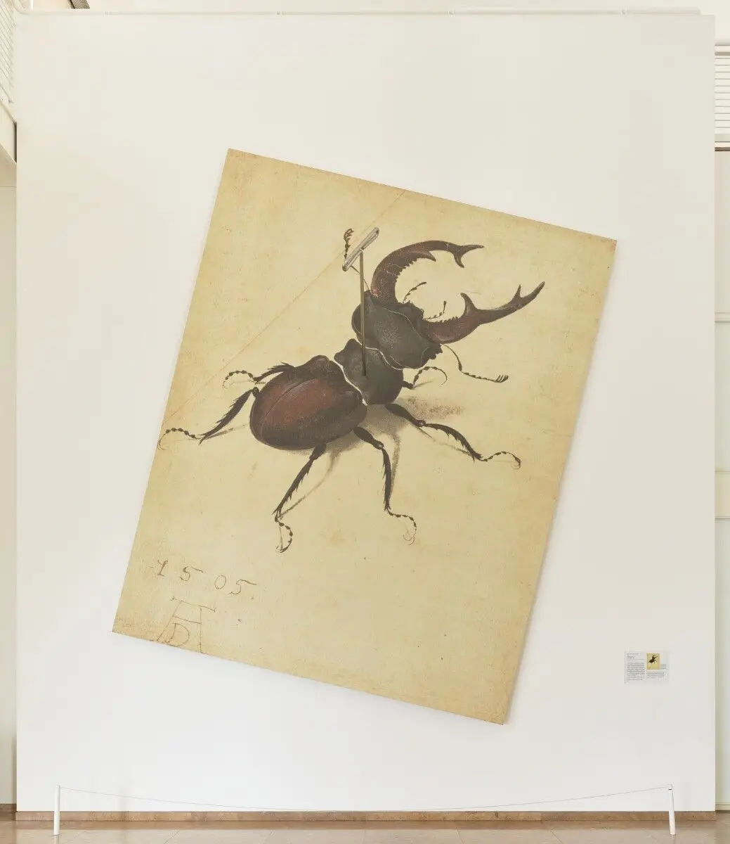Specimen (After Dürer) by John Baldessari