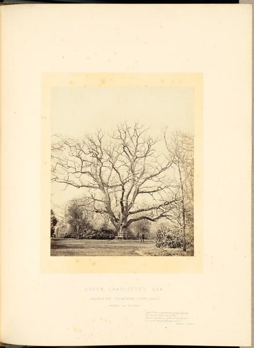 Queen Charlotte's Oak by James Sinclair, 14th earl of Caithness; William Bambridge