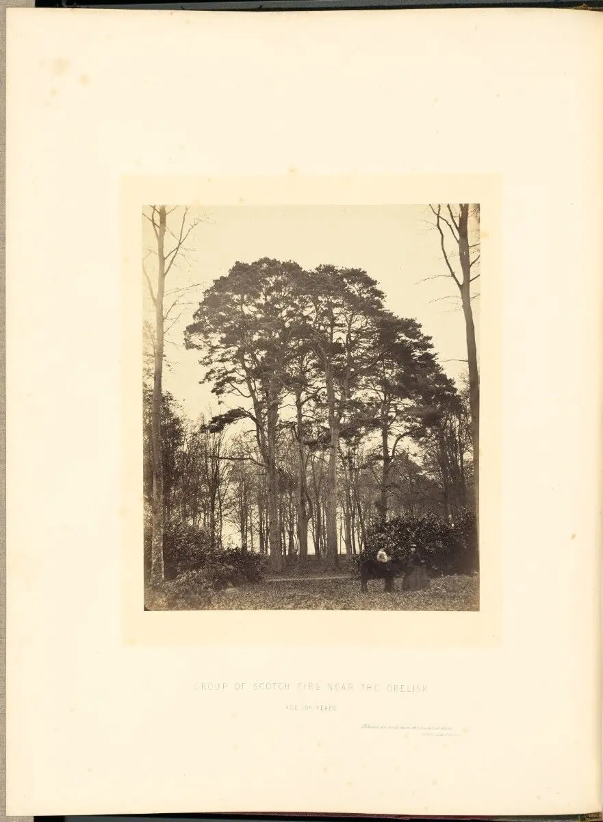 Group of Scotch Firs near the Obelisk by James Sinclair, 14th earl of Caithness; William Bambridge