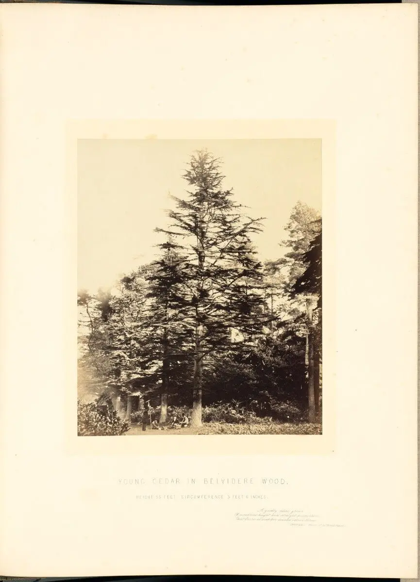 Young Cedar in Belvidere Wood by James Sinclair, 14th earl of Caithness; William Bambridge