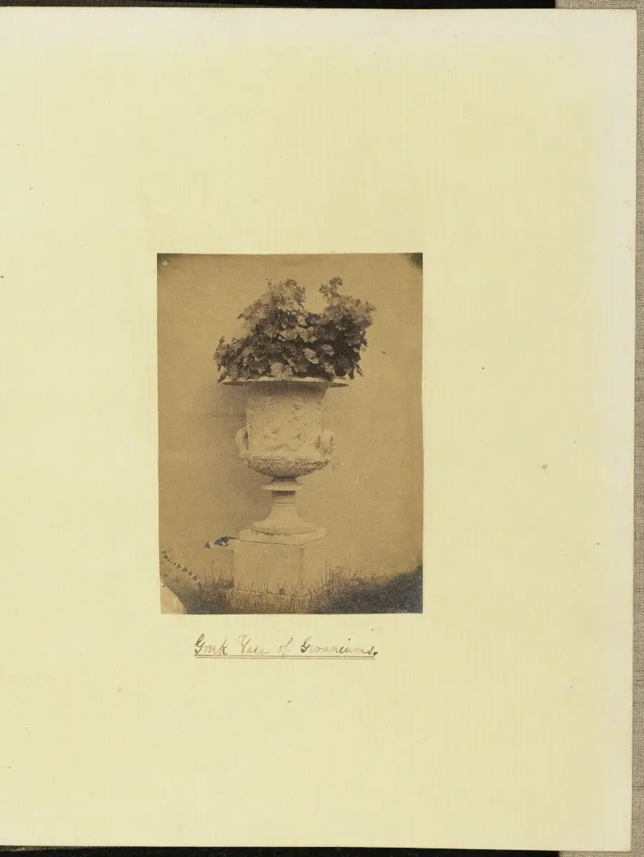 Greek Vase of Geraniums by Unknown