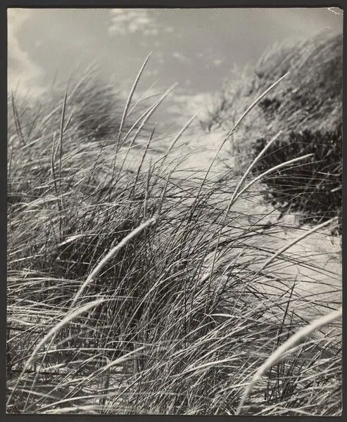 [Grass] by Andreas Feininger