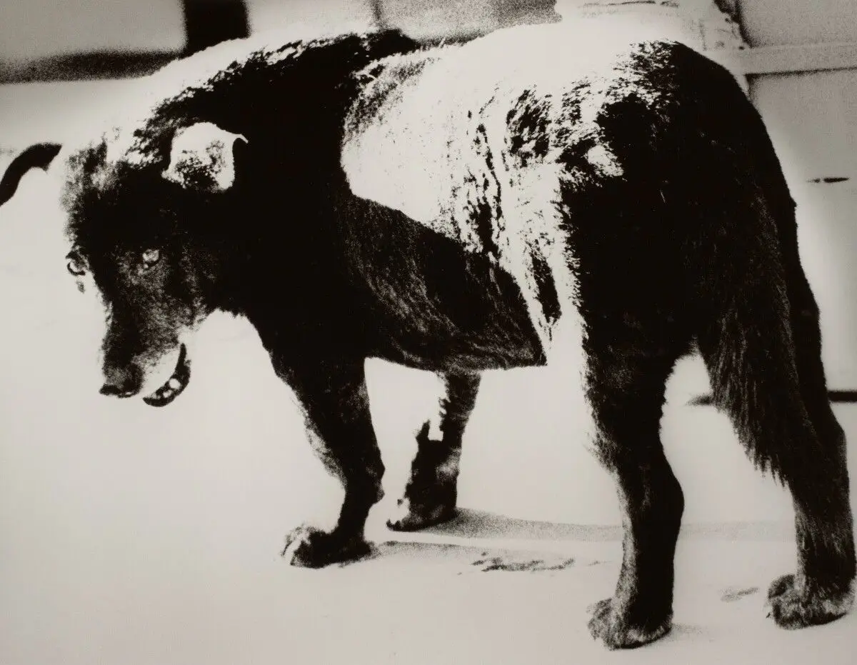 Stray Dog by Daido Moriyama