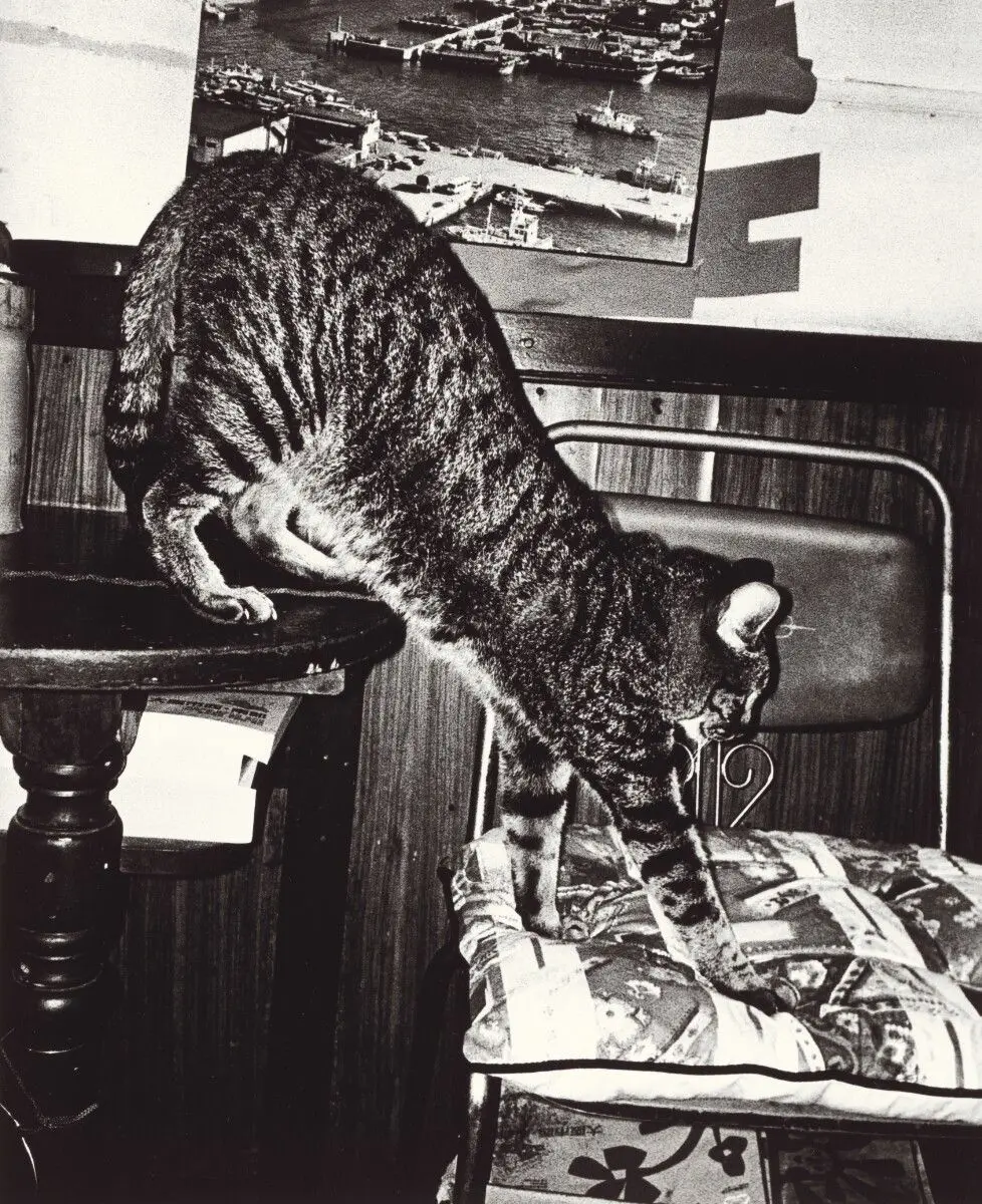 Daido Hysteric no. 8 by Daido Moriyama